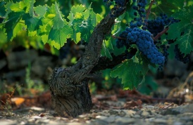 Priorat - Das Weinbaugebiet